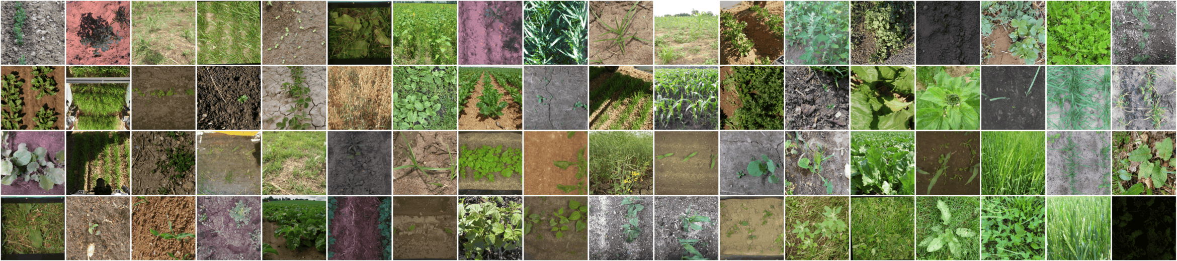 Grid of sample images from AgriField-40K showing diverse crops, weeds, and field conditions