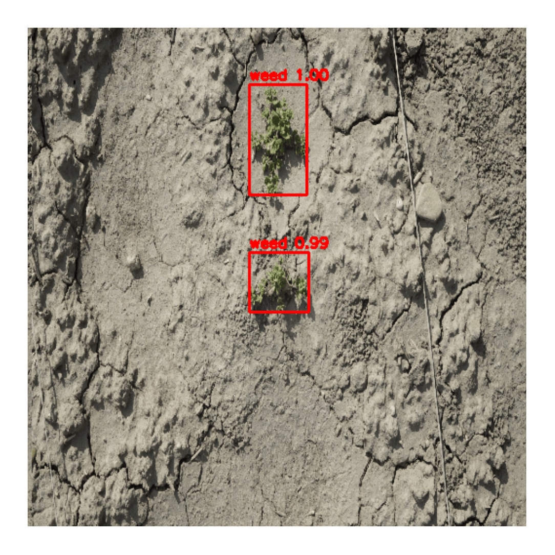AgriMAE feature detection