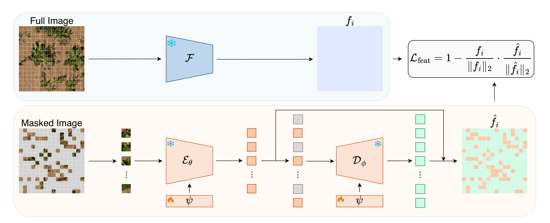 AgriMAE architecture with semantic feature reconstruction
