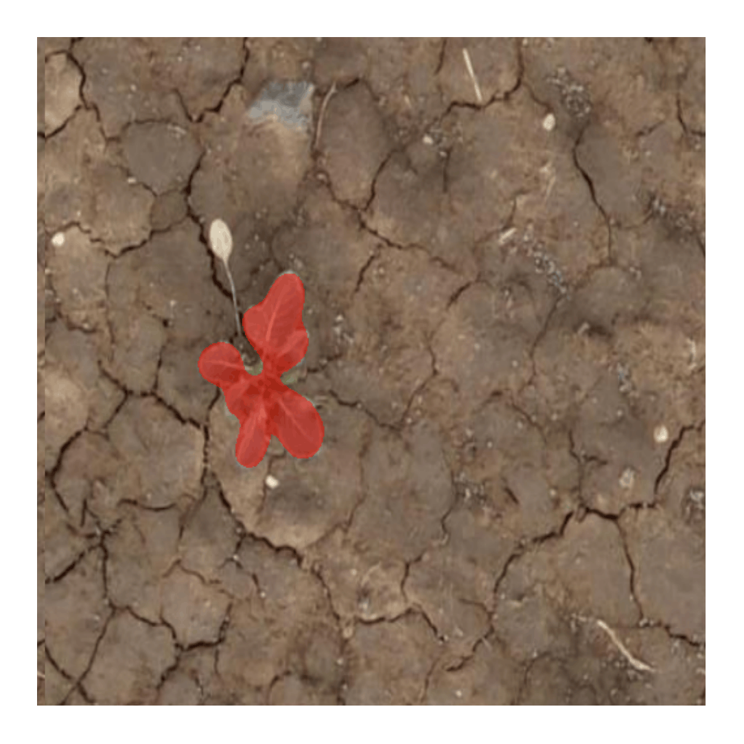 AgriMAE feature segmentation