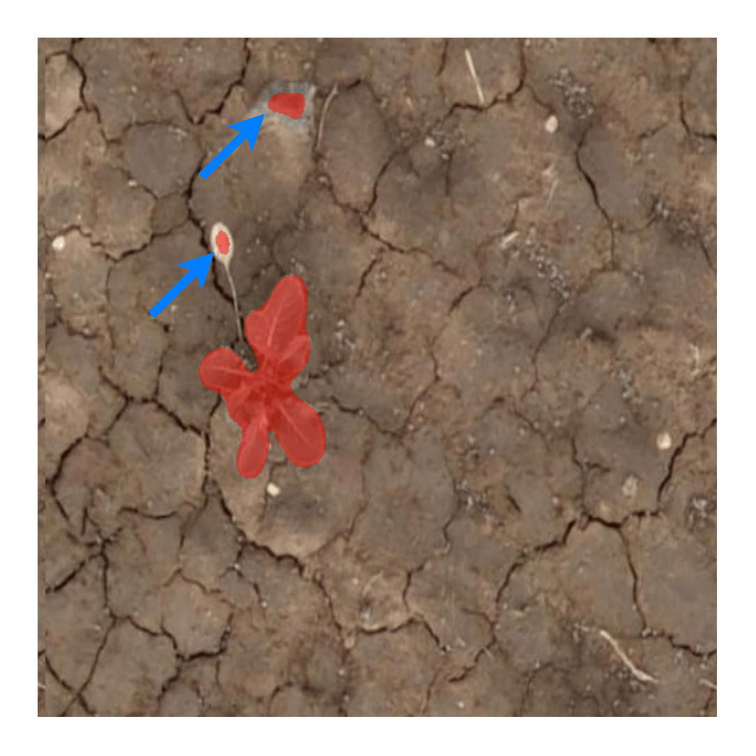AgriMAE pixel segmentation