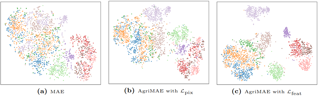 t-SNE visualization of feature representations from MAE and AgriMAE models with different pretraining objectives